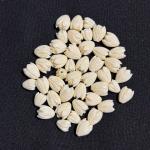 Coral Replica Synthetic Beads, Tulip Shape, 10x8mm Cream, Pack Of 10 Pcs