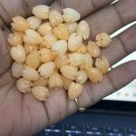 Coral Replica Synthetic Beads, Tulip Shape, 10x8mm Light Orange, Pack Of 10 Pcs